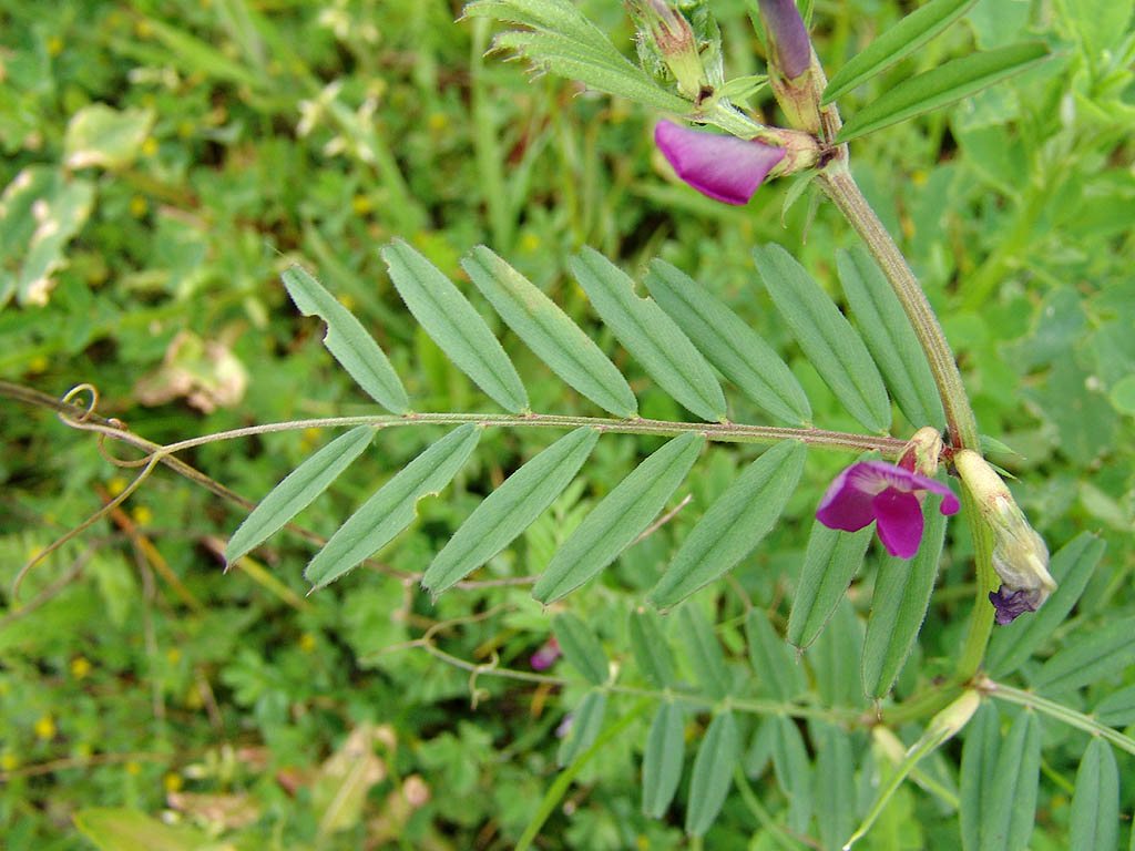 vetch
